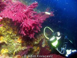 red gorgonias by Sidon Kovacevic 